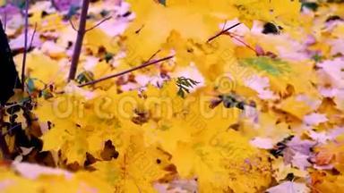 五彩<strong>缤纷</strong>，金色的枫叶在秋天缓慢地移动。 秋天的心情。 秋<strong>季</strong>背景